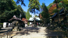 内々（うつつ）神社御神木