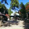 内々（うつつ）神社御神木