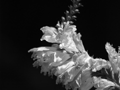 モノクロの花