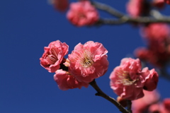 紅梅と青空