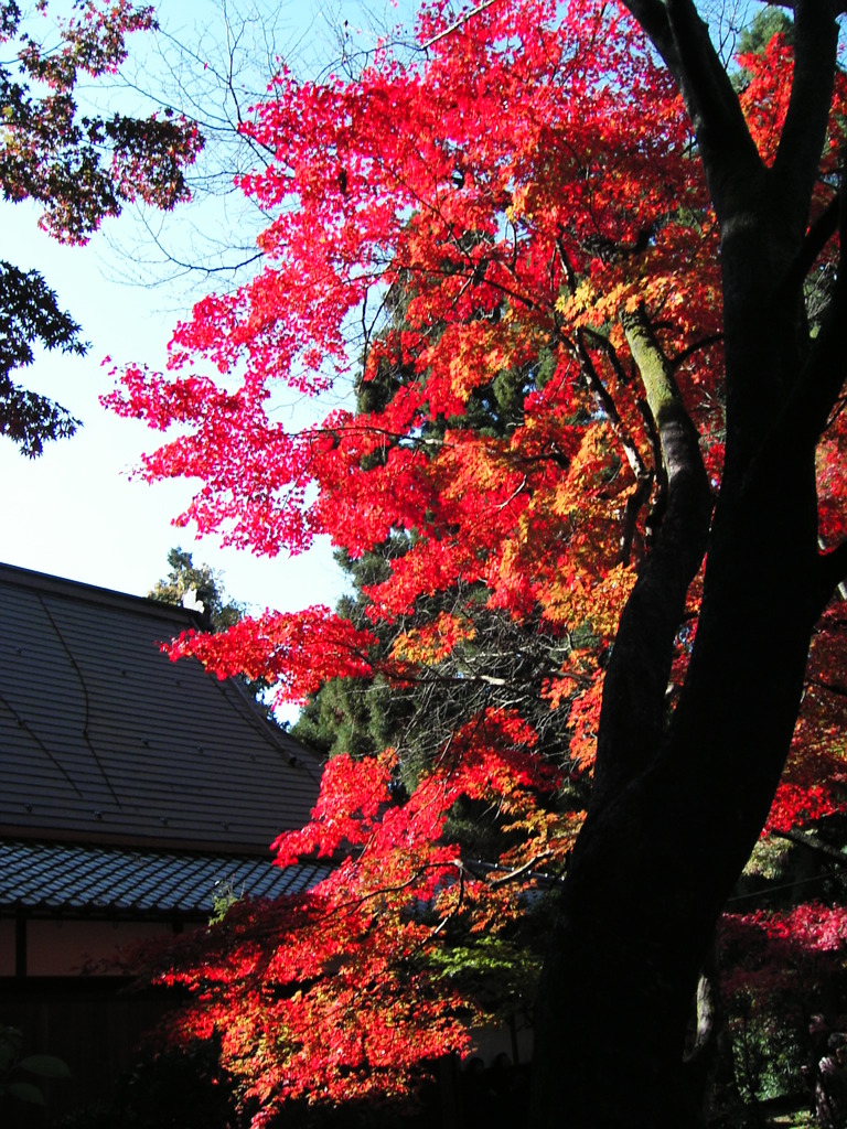 紅葉燃ゆる