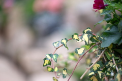 植物園にて