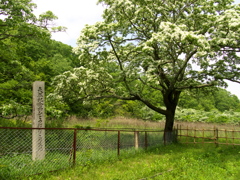 天然記念物　ヒトツバタゴ