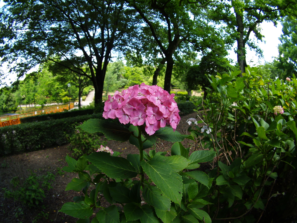 紫陽花ポートレート