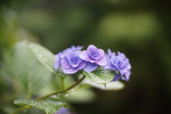 紫陽花