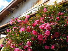 紅い椿の花盛り