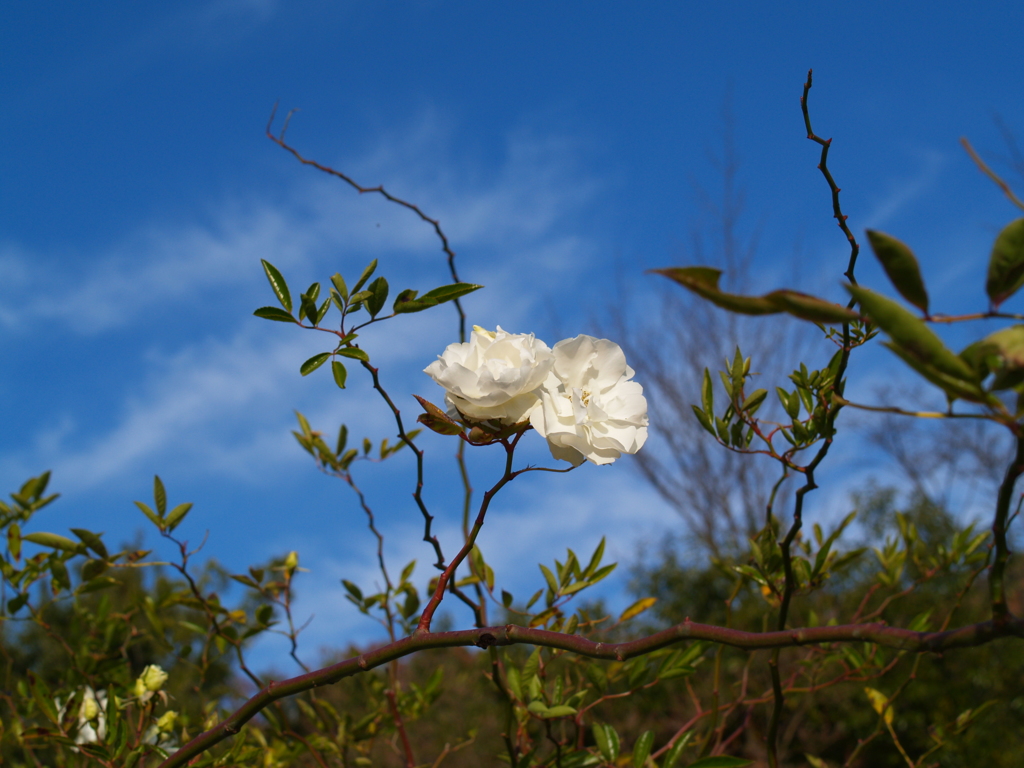 冬空に薔薇