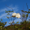 冬空に薔薇