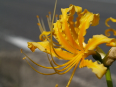 道路わきの黄色彼岸花