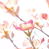 ハナミズキ