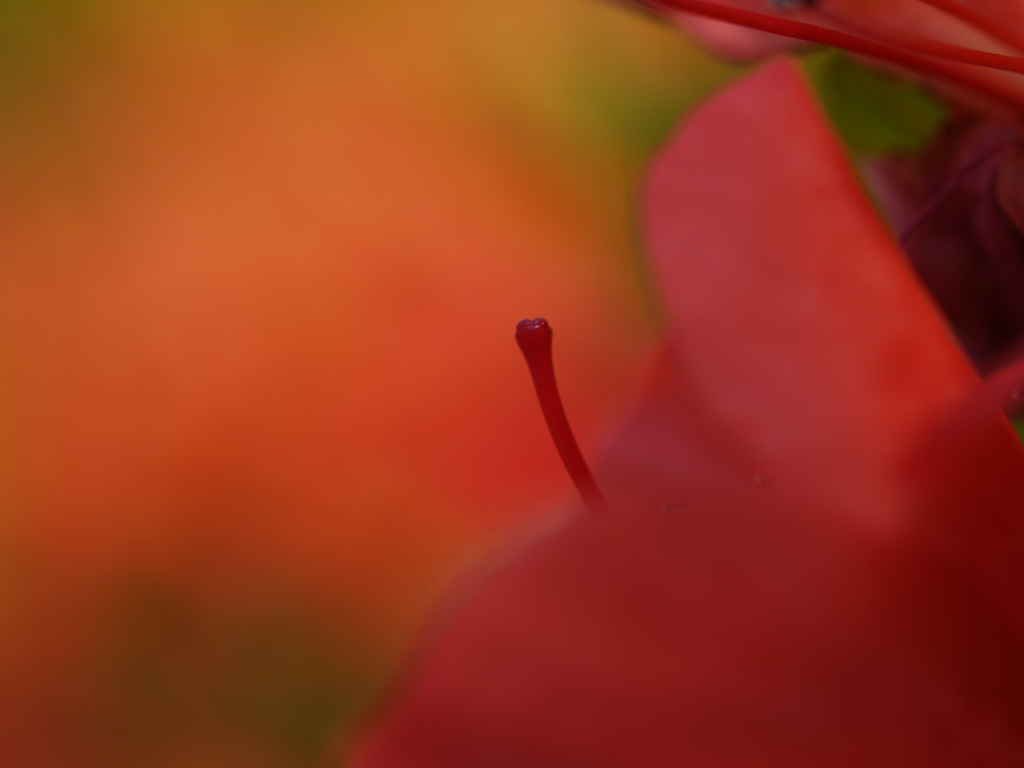 皐