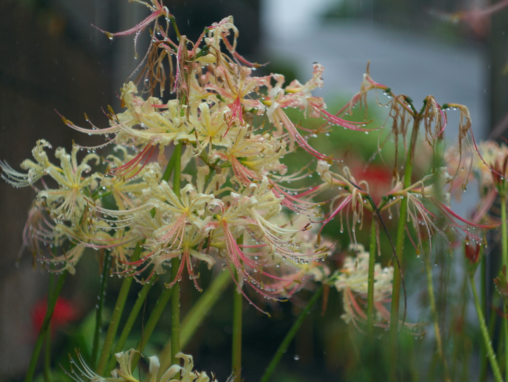 曼殊沙華濡れそぼる