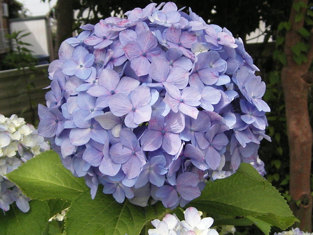 自宅の紫陽花