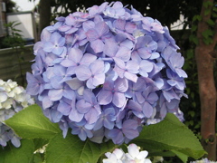 自宅の紫陽花