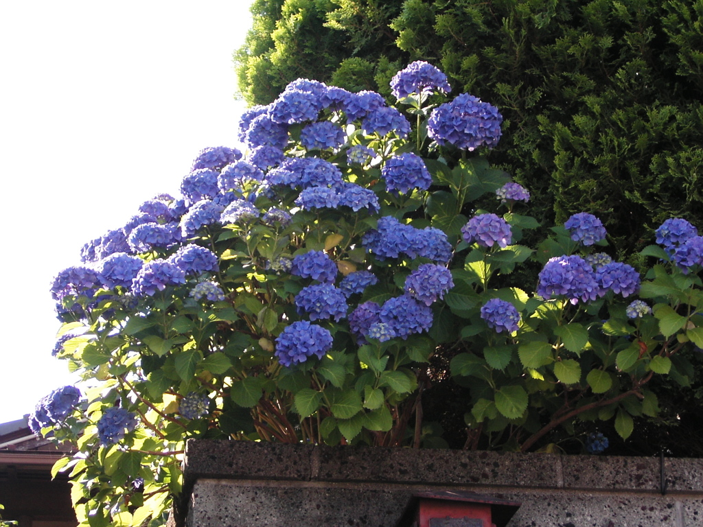 紫陽花