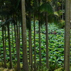 亜熱帯の樹林