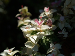 葉と花の美