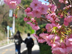 桜咲く