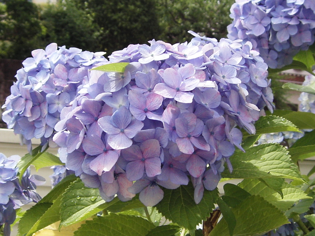 自宅の紫陽花