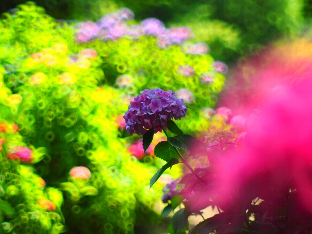 日陰の紫陽花