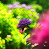 日陰の紫陽花
