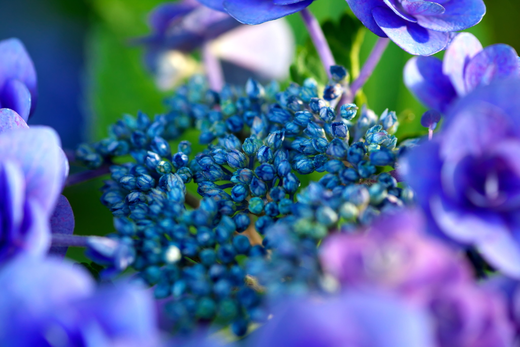 アジサイ花芽