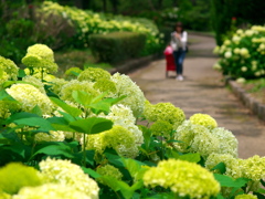 紫陽花咲く道で