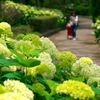 紫陽花咲く道で