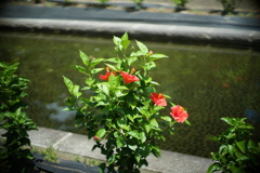 F1.1のボケ