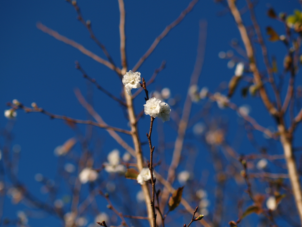 四季桜