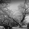 見納めの桜