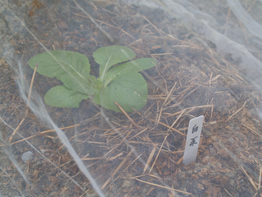 白菜の苗