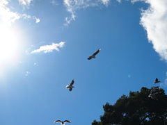 カモメ飛ぶ空