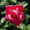 薔薇
