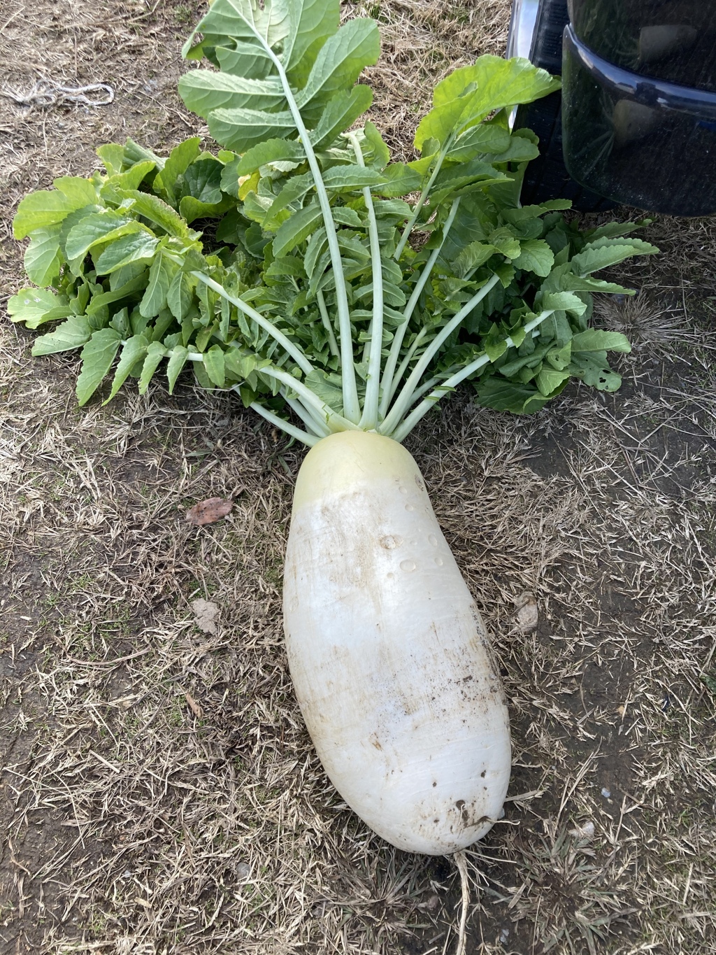 お化け大根できただす