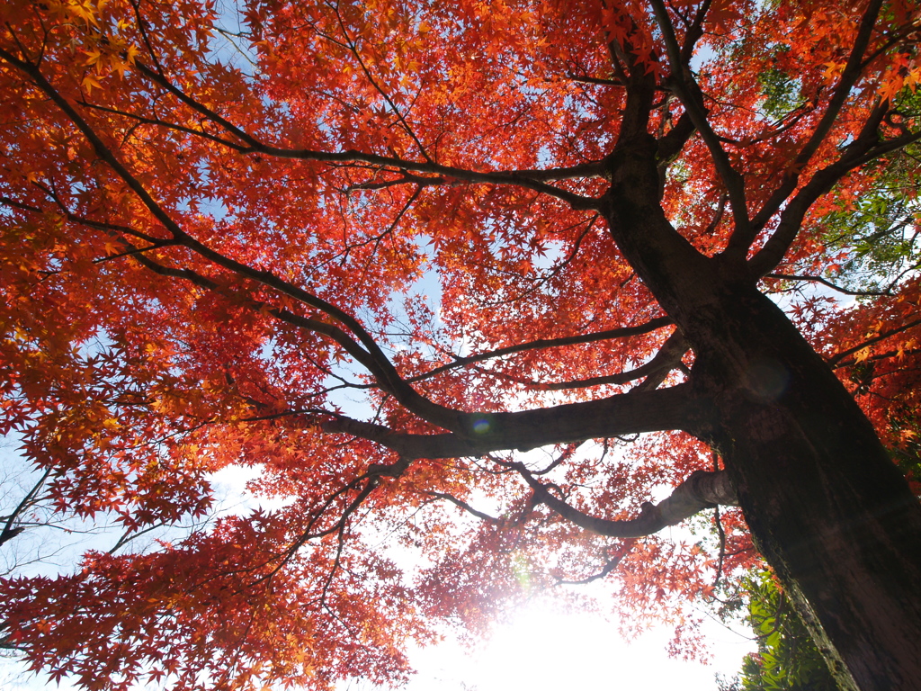 紅葉輝く