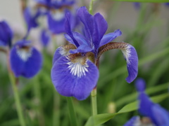 菖蒲
