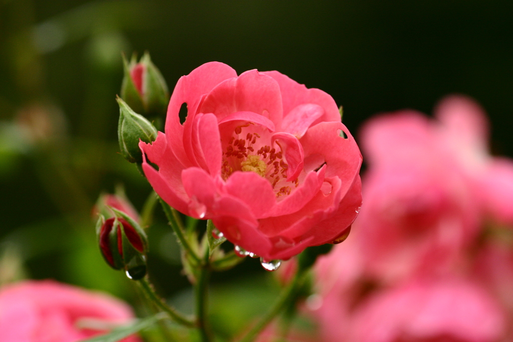 雫が垂れる秋の花