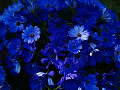 KODAKのCCDで青花を撮る