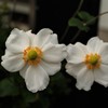 秋明菊