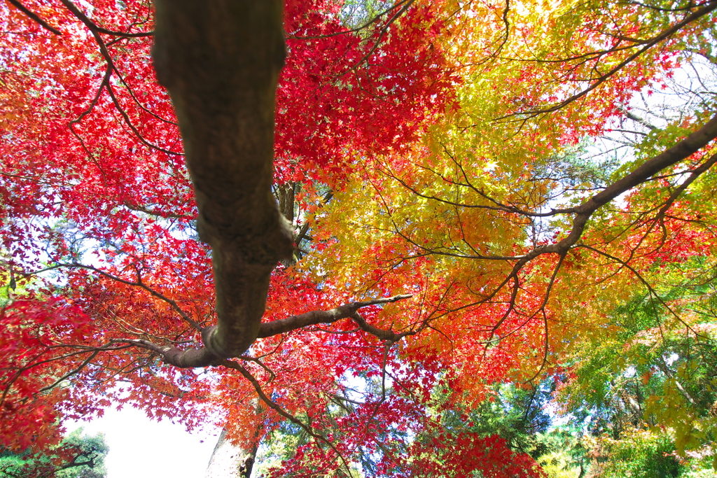 紅葉輝くとき