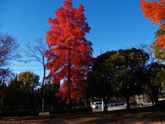 青空