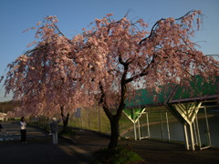 桜を撮る親子