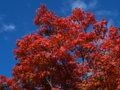 紅葉色づく青空