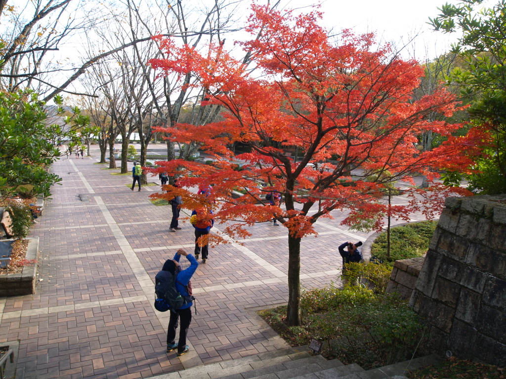 紅葉カメラマン