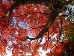 紅葉渦巻く