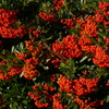 常盤山査子