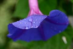 雨粒の重さに耐える朝顔