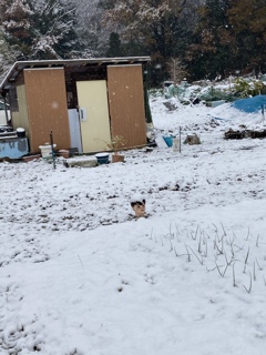 今朝の畑だす