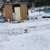 今朝の畑だす